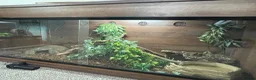 Mixed Breed reptiles for sale: 2 geckos 3 snakes  - Advert 10