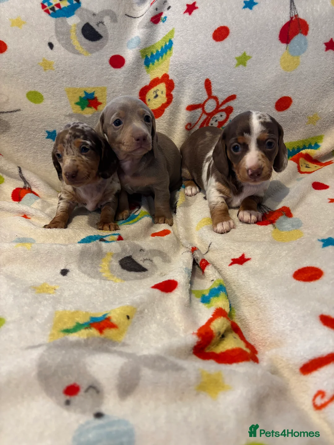Miniature Dachshund dogs for sale: Miniature dachshund  - Advert 2