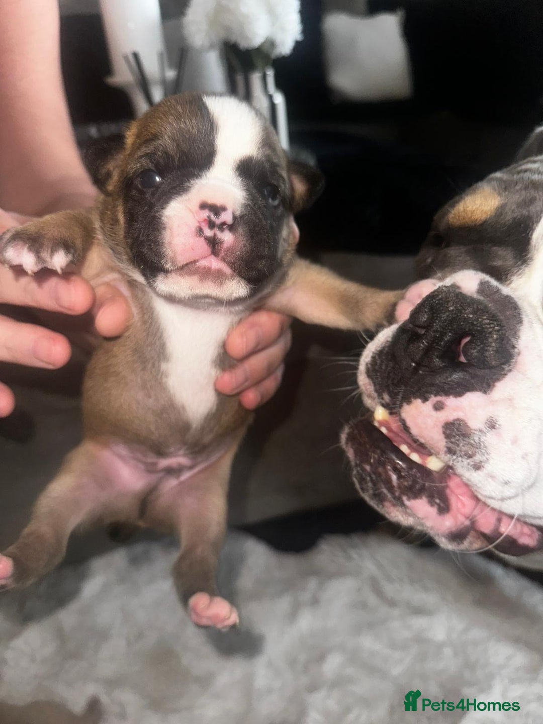 Olde English Bulldogge dogs for sale: Olde English Bulldogge Puppies  - Image 32
