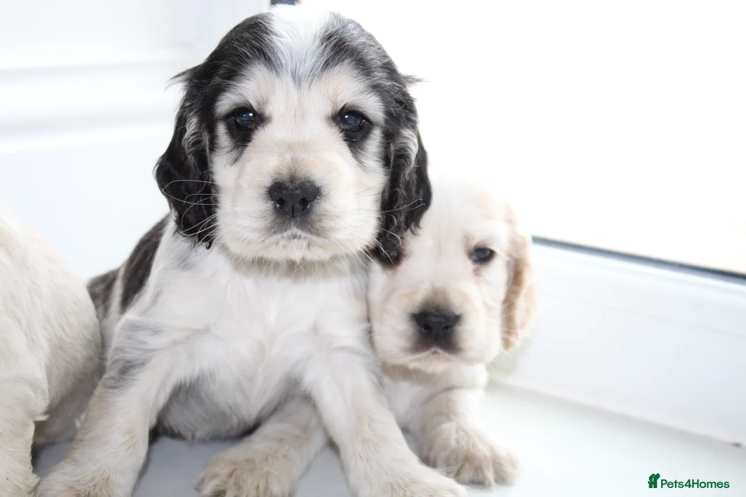 Cocker Spaniel dogs for sale: Super Cute little boys ready in a few days! - Advert 5