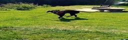 Mixed Breed dogs for sale: Zues  in Lyme Regis - Advert 3