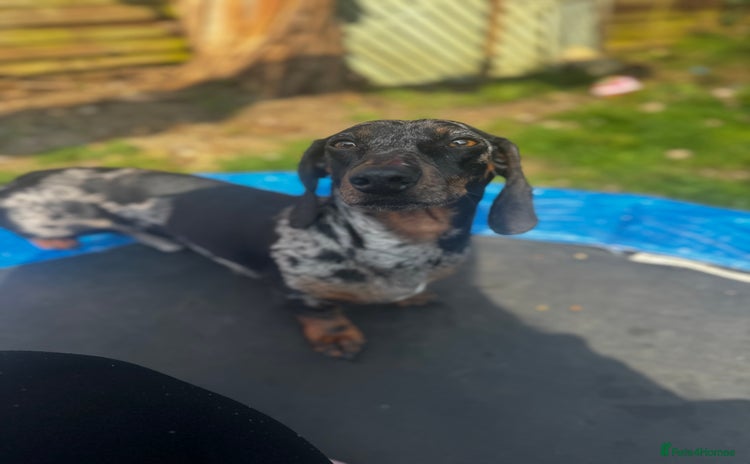 Miniature Dachshund dogs 🐾 ✨Miniature Dachshund Stud Available ✨ 🐾 - Advert 1