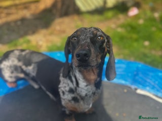 Miniature Dachshund dogs 🐾 ✨Miniature Dachshund Stud Available ✨ 🐾 - Advert 2