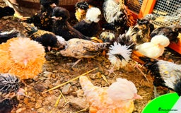 Chickens poultry for sale: Beautiful Polish Chivkens - Smooth & Frizzle! - Image 3
