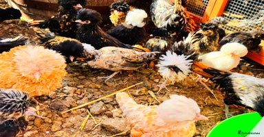 Chickens poultry - Advert 15