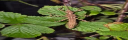 Mixed Breed invertebrates for sale: Live stick insects and eggs - Advert 8