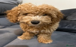 Maltipoo dogs for sale: Miss hadis - Image 3