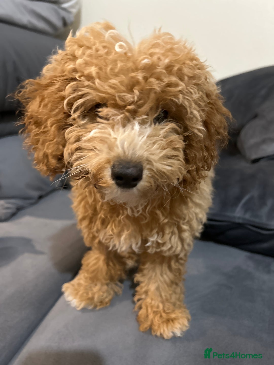 Maltipoo dogs for sale: Miss hadis - Image 3
