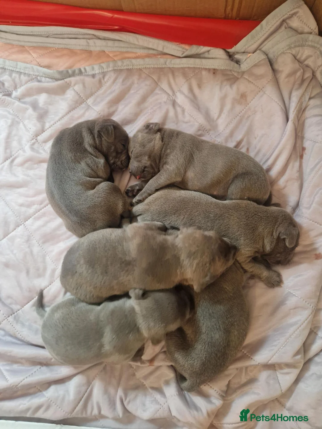Staffordshire Bull Terrier dogs for sale: Stunning blue staffy pups - Advert 10