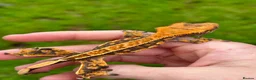 Gecko reptiles for sale: Crested Geckos (can provide full setup) - Advert 1