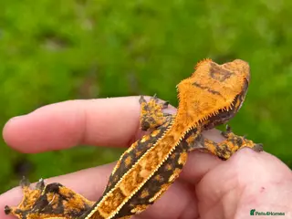 Gecko reptiles Crested Geckos (can provide full setup) - Advert 5