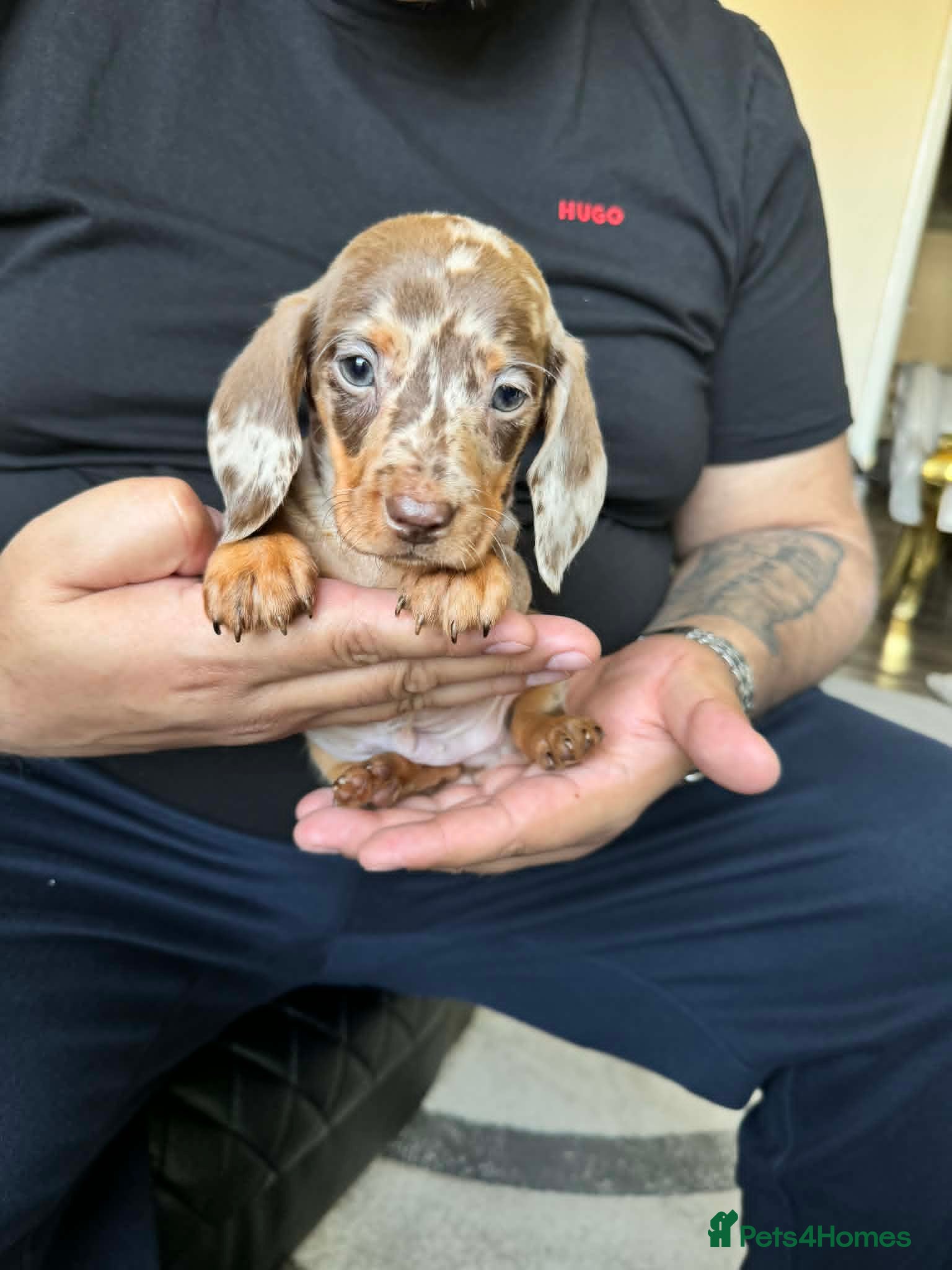 Dachshund dogs Miniature Dachshund Puppies - Advert 1