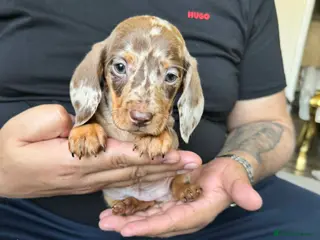 Dachshund dogs Miniature Dachshund Puppies - Advert 4
