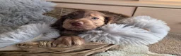 Cocker Spaniel dogs for sale: Working Type Cocker Spaniels - Advert 14
