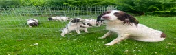 English Springer Spaniel dogs for sale: Springer spaniel  - Advert 8