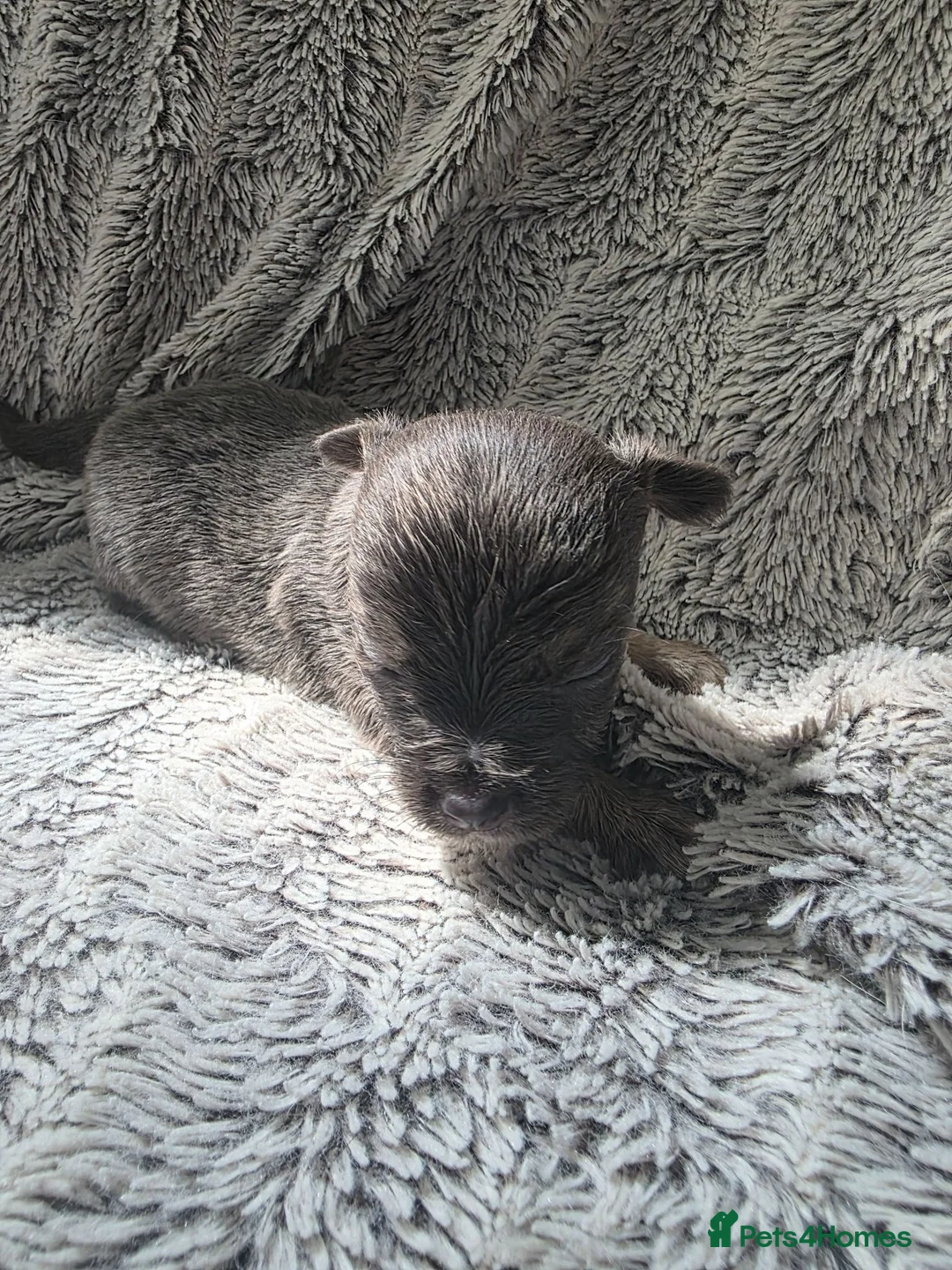 Mixed Breed dogs for sale: Jackawawas  in Bristol - Advert 32