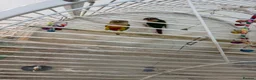 Conures birds for sale: Conuer - Advert 7