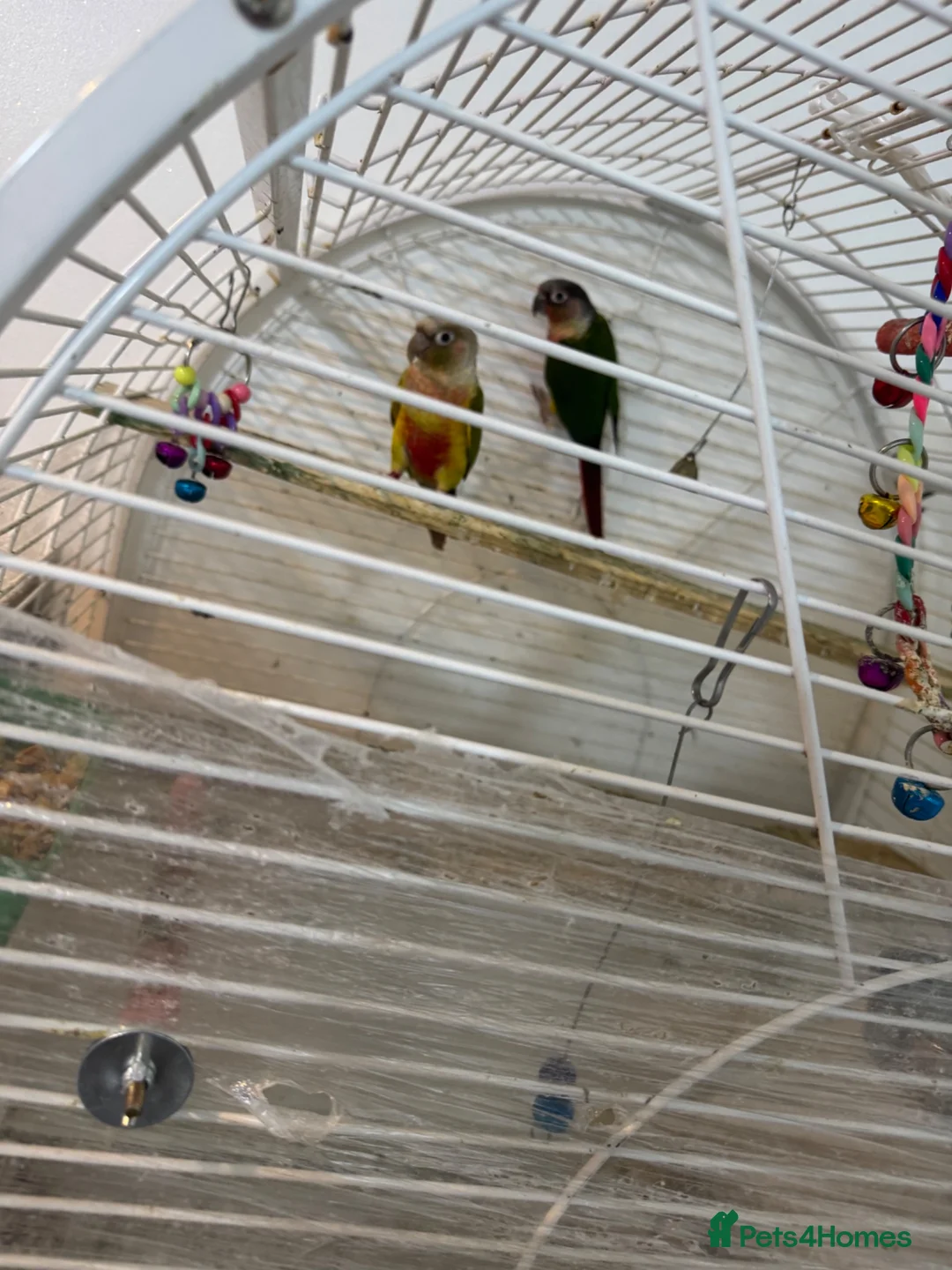 Conures birds for sale: Conuer - Advert 7