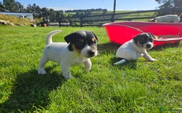 Jack Russell dogs for sale: Traditional Jack Russell Puppies - Image 12