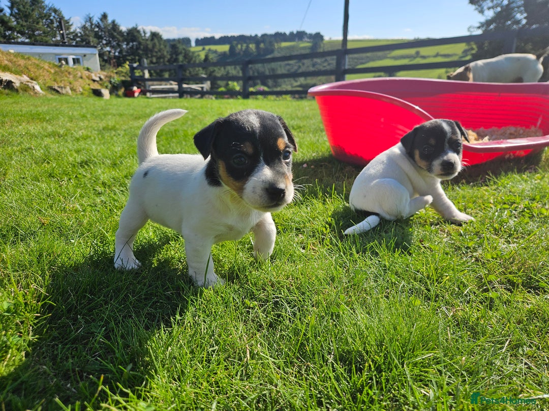 Jack Russell dogs for sale: Traditional Jack Russell Puppies - Image 12