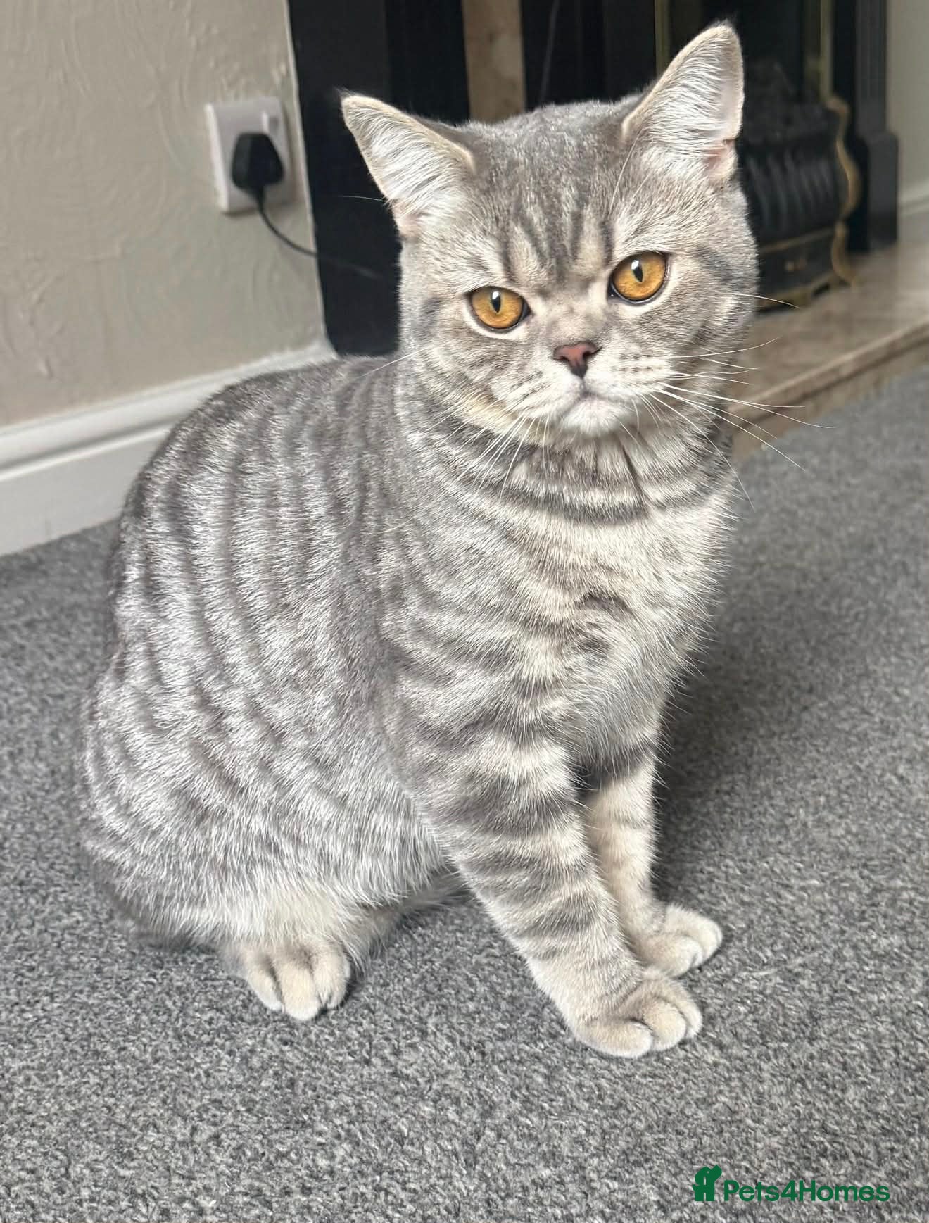British Shorthair cats One year old British shorthair  - Advert 1