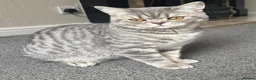 British Shorthair cats for sale: One year old British shorthair  - Advert 1