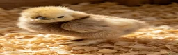 Chickens poultry for sale: Usa bearded  Silkies  - Advert 7
