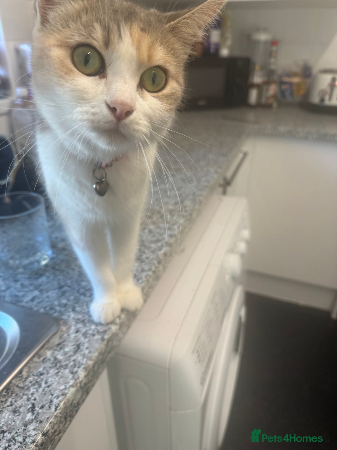 British Shorthair cats for sale: Beautiful fluffy kittens  - Advert 4