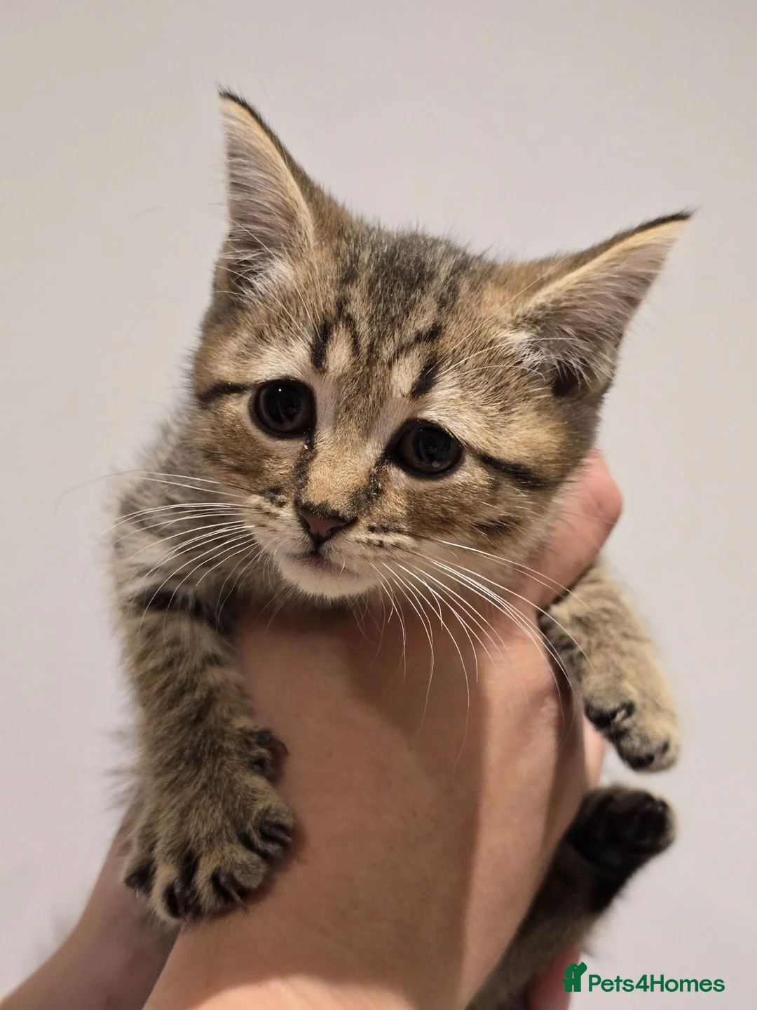 Mixed Breed cats for sale: Scottish Straight Cross Kittens  - Advert 2