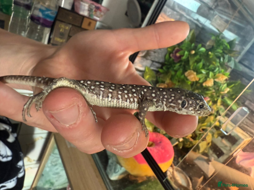 Lizard reptiles for sale: Free jewelled lacertas read description - Image 2