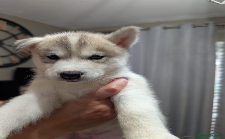 Siberian Husky dogs - Advert 1