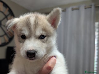 Siberian Husky dogs - Advert 24