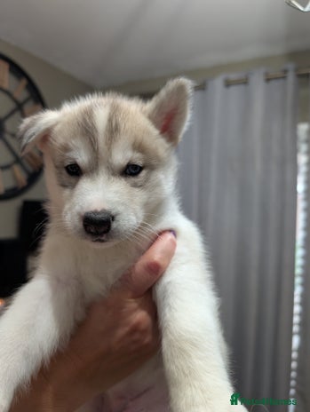 Siberian Husky dogs - Advert 1