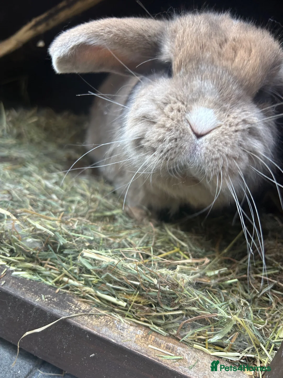 Mini Lop rabbits for sale: Mini lops to be rehomed in Buckie - Advert 2