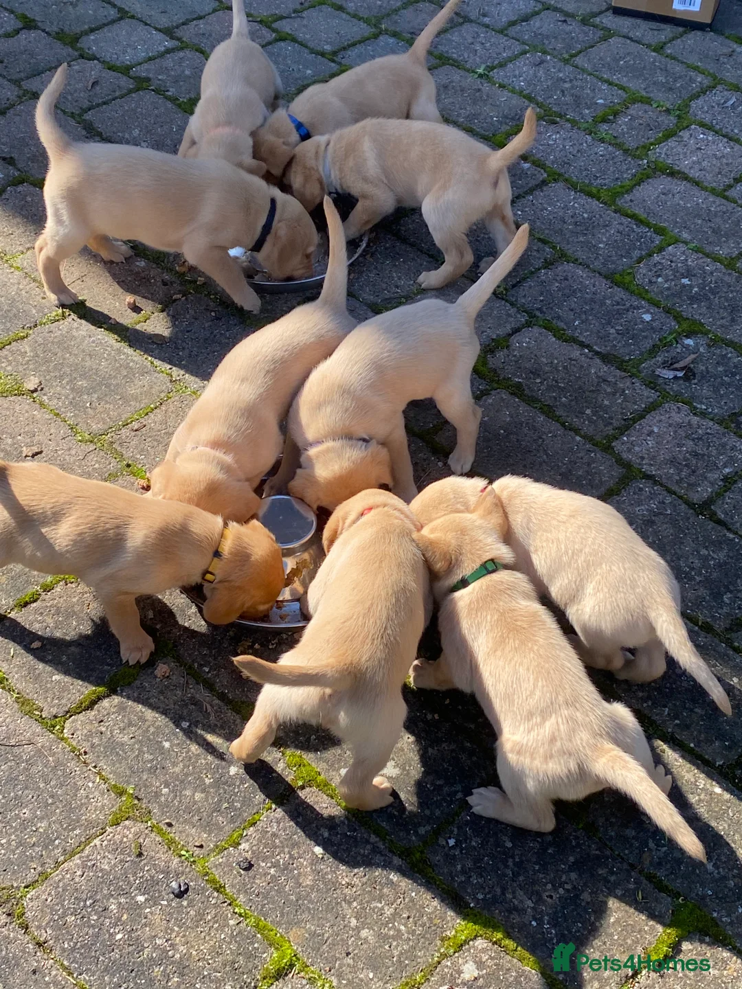 Labrador Retriever dogs for sale: STUNNING LABRADOR PUPPIES  - Advert 15