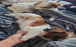 Shih Tzu dogs for sale: X2 Shih tzu puppies  - Image 11