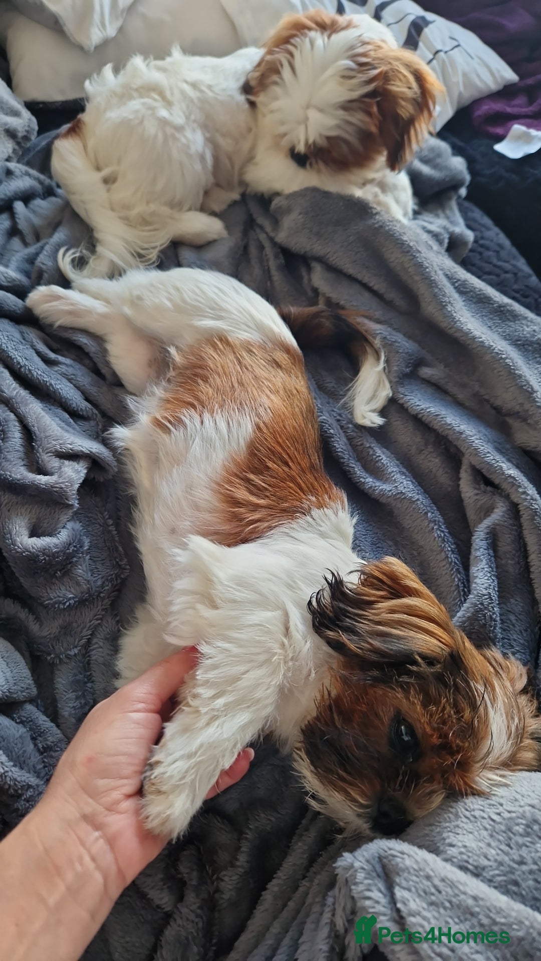 Shih Tzu dogs for sale: X2 Shih tzu puppies  - Image 11