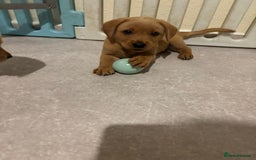Labrador Retriever dogs for sale: Home bred working Labrador puppies - Image 34