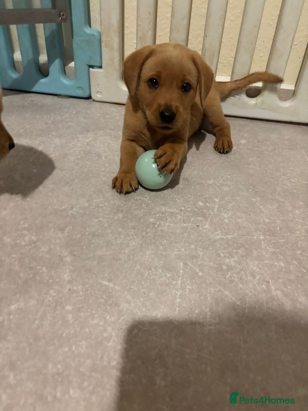 Labrador Retriever dogs for sale: Home bred working Labrador puppies - Image 34
