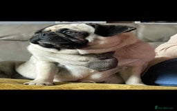 Pug dogs for sale: luna the pug❤️ - Image 2