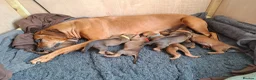 Rhodesian Ridgeback dogs for sale: Rhodesian Ridgeback Puppies KC Health Elb Hip JME in Diss - Advert 16