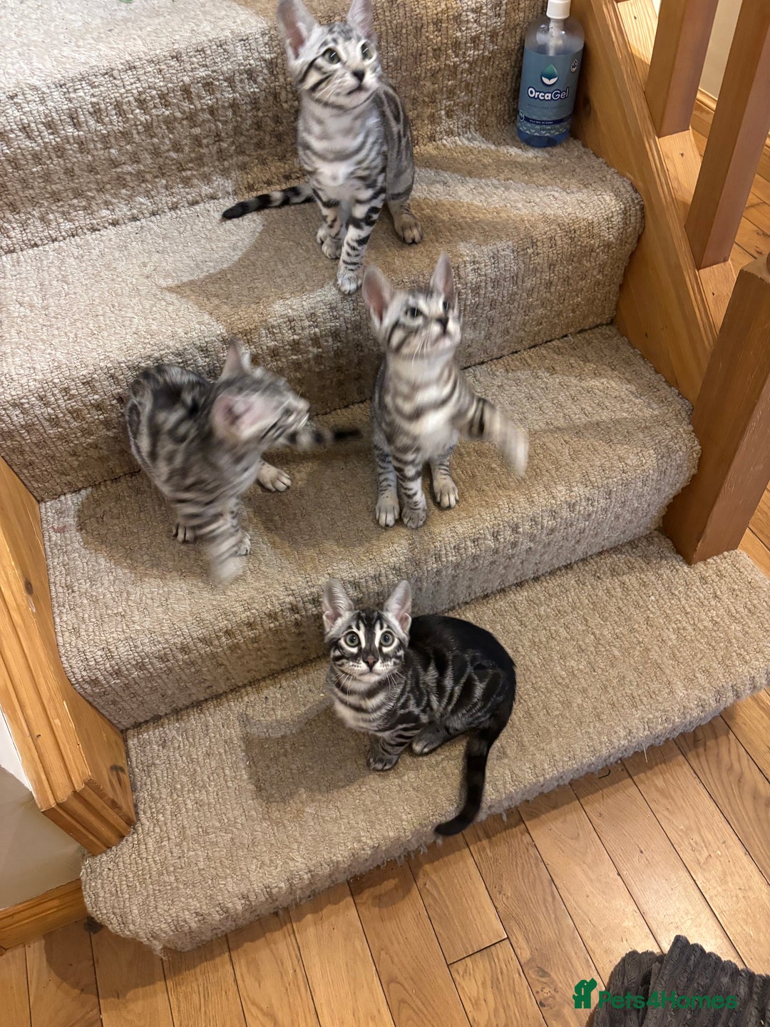 Bengal cats for sale: Stunning silver bengal girl  - Advert 11