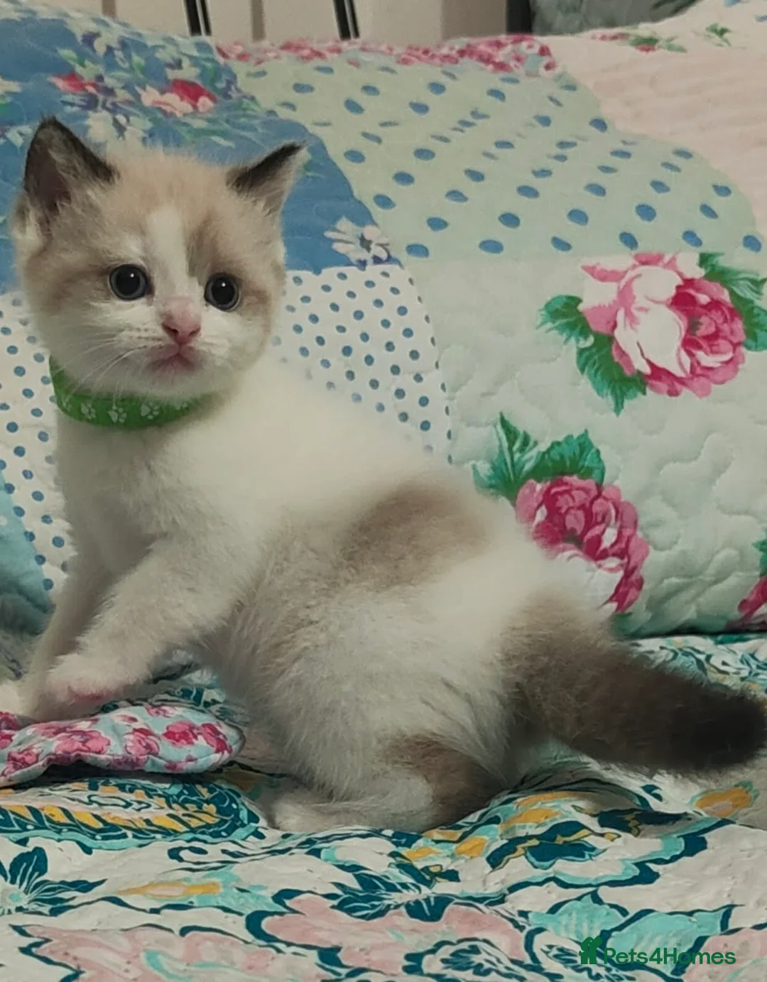 Ragdoll cats for sale: Give Your Heart a Friend-Beautiful Ragdoll Kittens - Advert 8