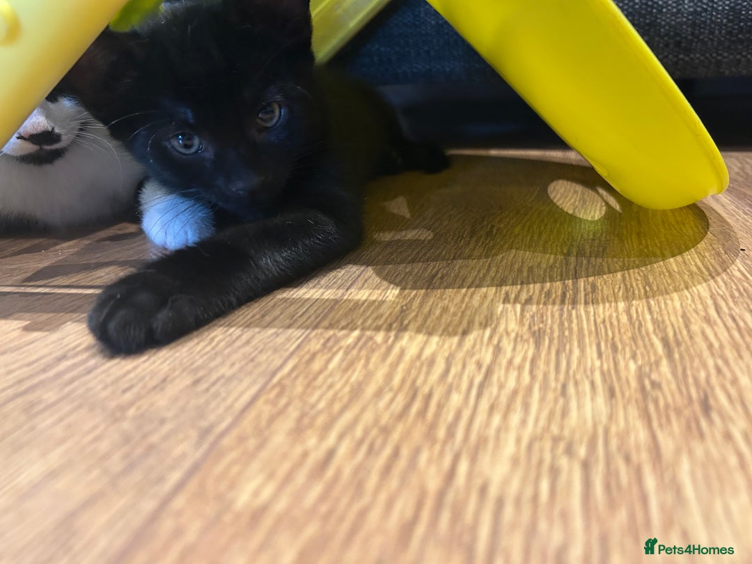Mixed Breed cats for sale: 3 mixed breed kittens - Image 11