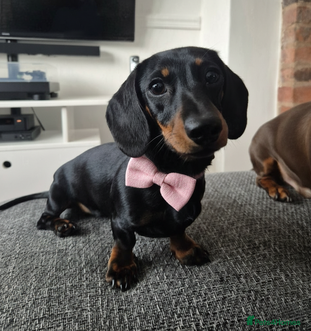 Miniature Dachshund dogs Six Month Miniature Dachshund 🐾 Family Ready 🐾 - Advert 14