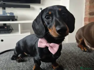 Miniature Dachshund dogs Six Month Miniature Dachshund 🐾 Family Ready 🐾 - Advert 14