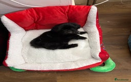 Shih Tzu dogs for sale: Black Shih Tzu puppy for sale  - Advert 1