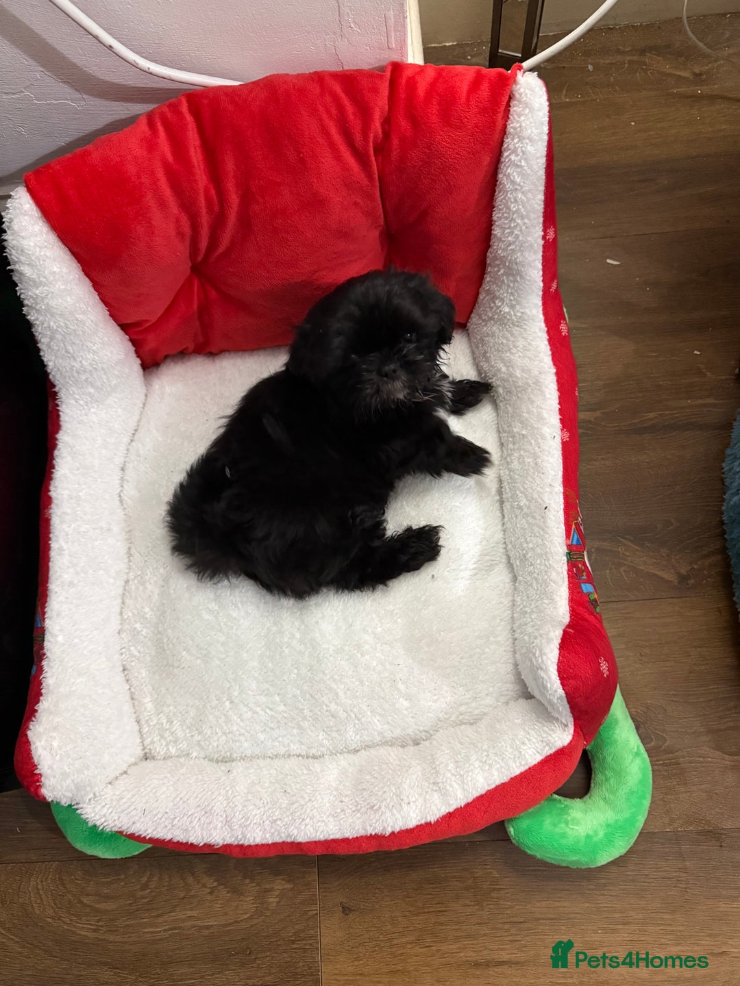 Shih Tzu dogs for sale: Black Shih Tzu puppy for sale  - Advert 1