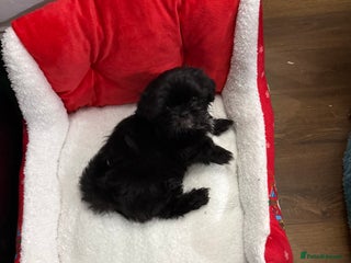 Shih Tzu dogs Black Shih Tzu puppy for sale - Advert 1