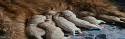 Australian Labradoodle dogs for sale: 🐾 7 Gorgeous Australian Labradoodle  - Advert 12